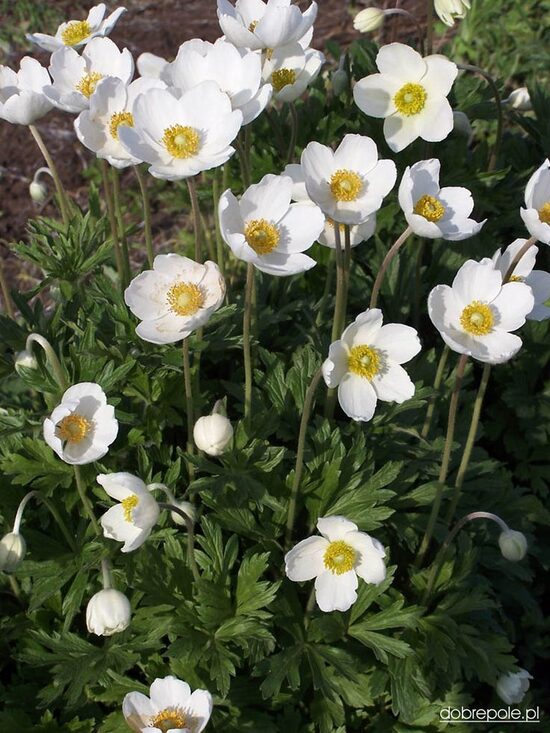 Anemone sylvestris